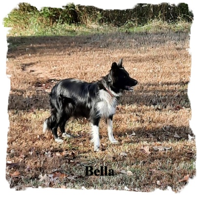 ABCA Black and White female Border Collie oout of working stock